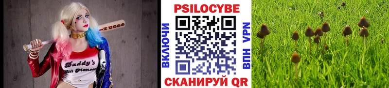Псилоцибиновые грибы Psilocybe Кедровый